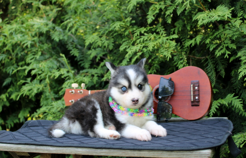 puppy, for, sale, Pomsky, Matthew B. Stoltzfus, dog, breeder, Gap, PA, dog-breeder, puppy-for-sale, forsale, nearby, find, puppyfind, locator, puppylocator, aca